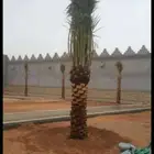 يوجد الدنيا جميع أنواع اتخيل وجمع المقست المختلفهه 055913841