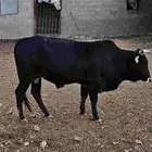 ثور للبيع العمر سنه وست شهور
