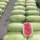 حبحب اليوم جدة توصيل