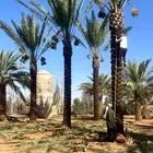 نخل مثمر للبيع نخيل اخلاص سكري صقعي هلالي مجدول غر سلج برحي