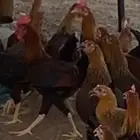 دجاج بلدي صحه 100  لعمر 5 شهور والعدد 55