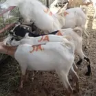 بسم الله موقعنا مكة الرياض الباحة تبوك الخرج