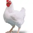 مناديب دواجن