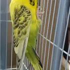 عصفور الزينه