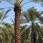 مقاول نخيل