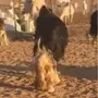 الكايف. فحل نجدي. آسمر. 