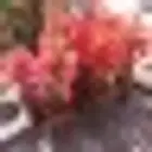 مشتل تنسيق حدائق
