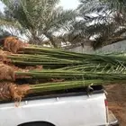 نخل للبيع بجميع أنواعه ومقساته التواصل جوال