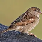 مطلوب عصفور نفس الي في الصوره