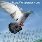 شركة تركيب شبك طارد الحمام جوال 0503435121
