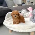 بودل تي كب