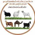 مزرعة ومراح  حلال الديرة لخدمتكم في الخير دائم ا  نوفر ل