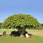 فيكس لسان العصفور