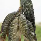 للايجار مزرعة تصريح استزراع سمكي مزرعة قريبة من الرياض