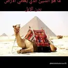 اجار جار جمال خيول رحول زلول راكبي صقور