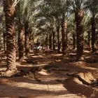 تكريب النخيل وترتيب الاشجار