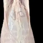 ذبائح وحنيذ