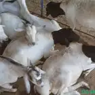 اللي عنده تيوس صوماليه ب 400 ب الرياض يتواصل معي محتاجها