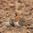 قطا عراقي