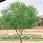 بذور بريه متنوعه للبيع