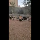 بط مسكوفي للبيع الخرج