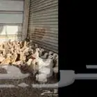 صوص بلدي مخلوط