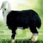 زكاة الأغنام