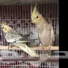 جوز كروان كوكتيل اليف