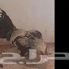 دجاج فري إناث وذكور ابيض واسود واحمر