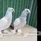 أجواز منتجة تركي دبل كرست بصمة