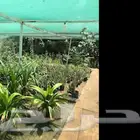 مشتل زراعي للتقبيل
