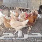 بيع دجاج بلدى وتركى ومفتل بياض
