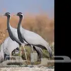 رهو كرك طيور للبيع