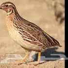 طيور سمان   فري