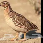 سماني برب