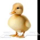 بطه للبيع بصحه