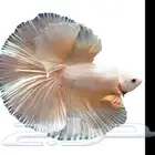 سمكه سمك سلاحف سلحفاه