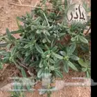 بذور جريد رقروق