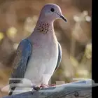 يمام النخيل للذبح والاكل او علف للصقور