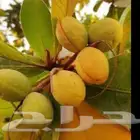 شتلات بيذام عماني اصفر لوز بجلي وشتلات فاكهه التنين