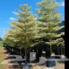 توريد أشجار كميات و أحجام كبيرة ونخيل واشنطني فاخر