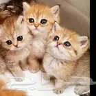 فندقة قطط فندق للقطط