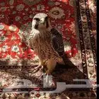 سناب شات صانع محتوى محتاج 3