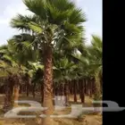 نخيل واشنطن (واشنطني) نخل