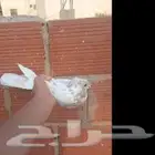 أنثى ايرانيه