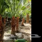واشنطني زينه توريد وزراعه