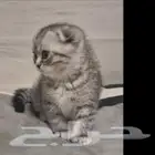 قطين سكوتش فولد وشيرازي