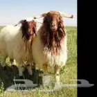 طبيب بيطري لتحصينات الحلال وادويه بيطريه