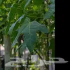 بوانسيانا Delonix regia واستركوليا Brachychiton acerifolius