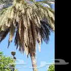 تكريب تنظيف النخل علاج السوس